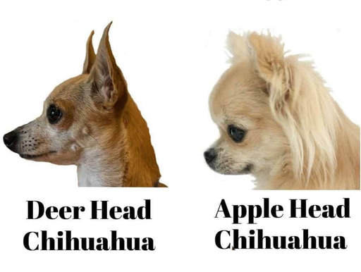 deer head chihuahua teacup